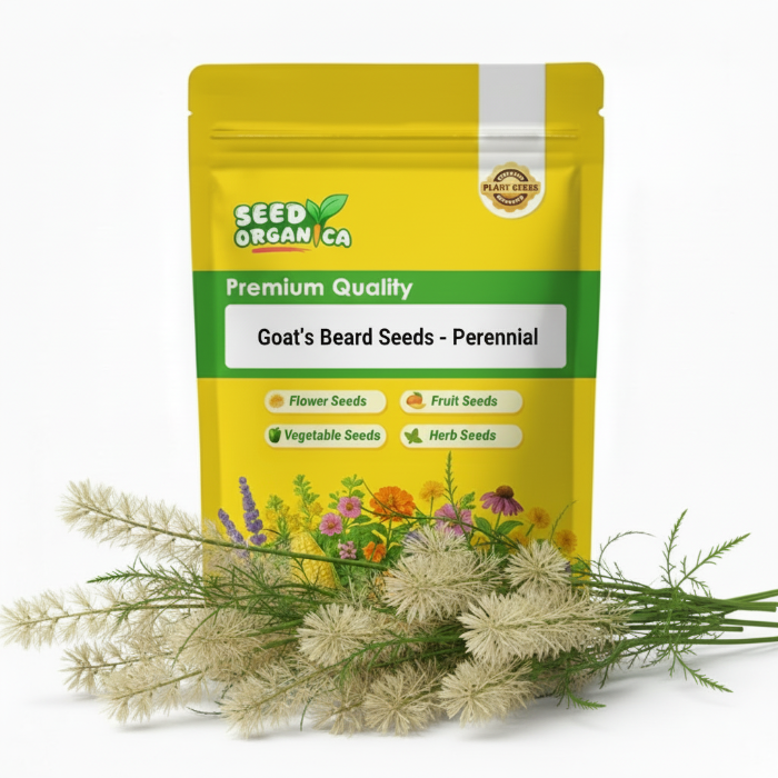 Goat’s Beard Seeds – Perennial