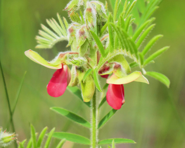 Goat’s Rue Seeds – Medicinal Perennial
