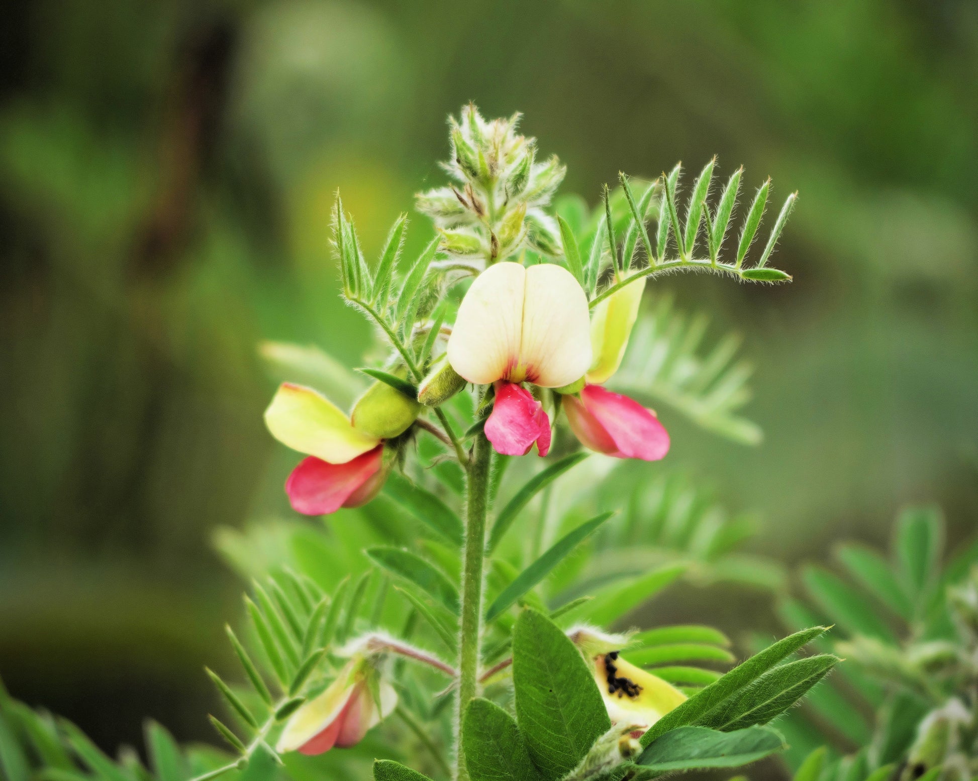 Goat’s Rue Seeds – Medicinal Perennial
