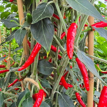 Goats Weed Pepper Seeds