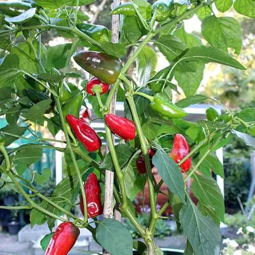 Goats Weed Pepper Seeds