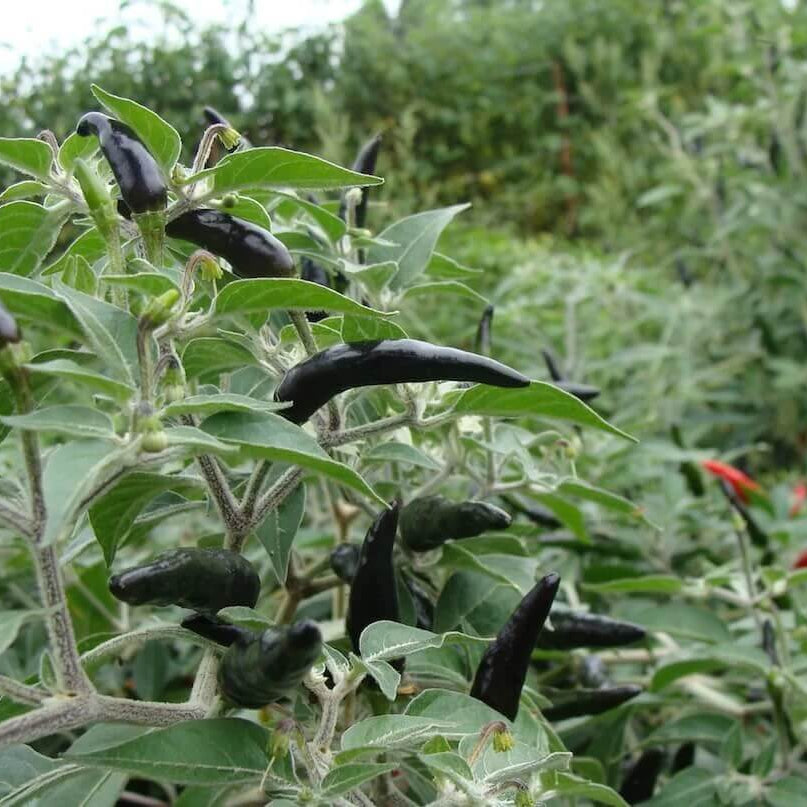 Goats Weed Pepper Seeds