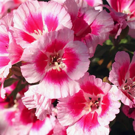 Godetia Seeds – Dwarf