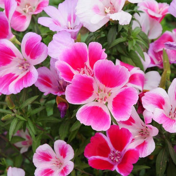 Godetia Seeds – Dwarf