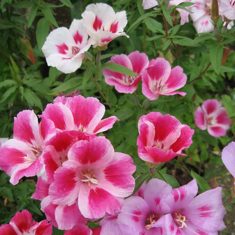 Godetia Seeds – Dwarf