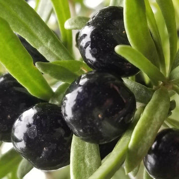 Goji Berry Seeds – Black