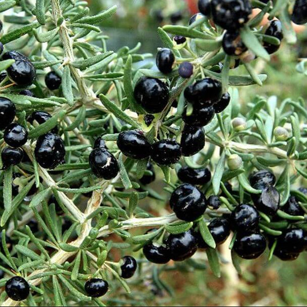 Goji Berry Seeds – Black