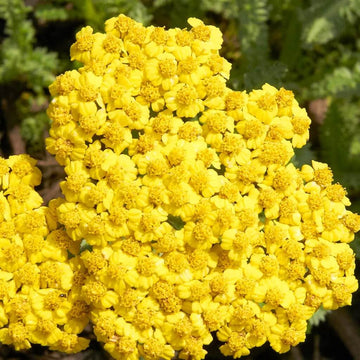 Gold Bright Yellow Achillea Seeds