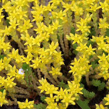 Gold Moss Sedum Seeds – Ground Cover Succulent
