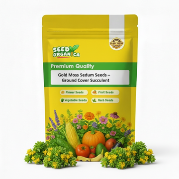 Gold Moss Sedum Seeds – Ground Cover Succulent