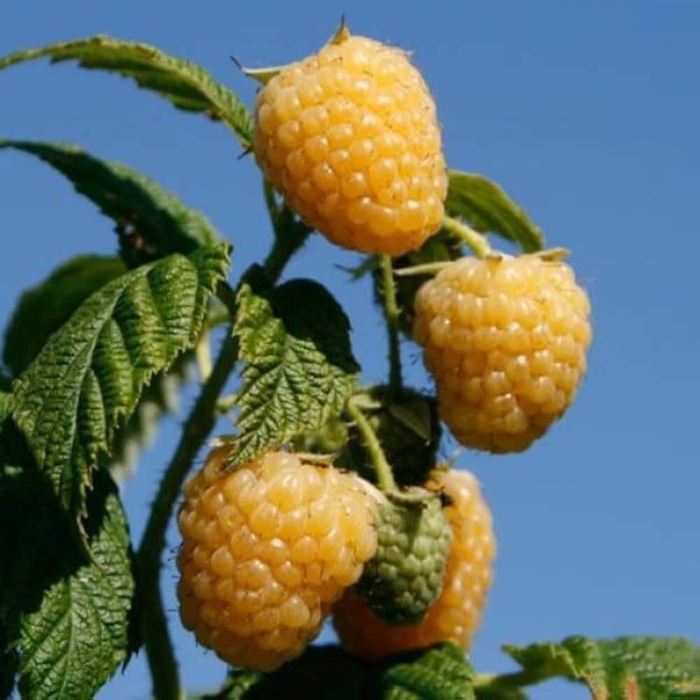 Gold Raspberry Bush Gold Raspberry Berry Seeds | Raspberry Fruit Garden Seeds
