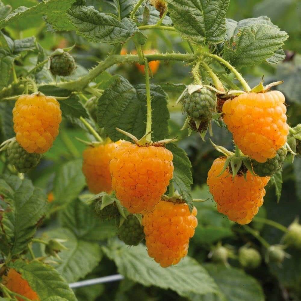 Gw2 Raspberry Seeds Gold Raspberry Berry Seeds | Raspberry Fruit Garden Seeds