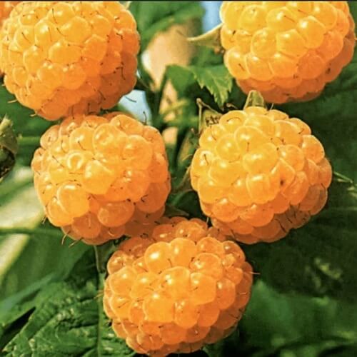 Gw2 Raspberry Seeds Gold Raspberry Berry Seeds | Raspberry Fruit Garden Seeds