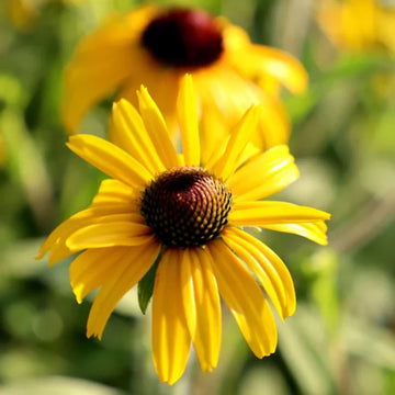 Gold Rush Seeds – Rare Yellow
