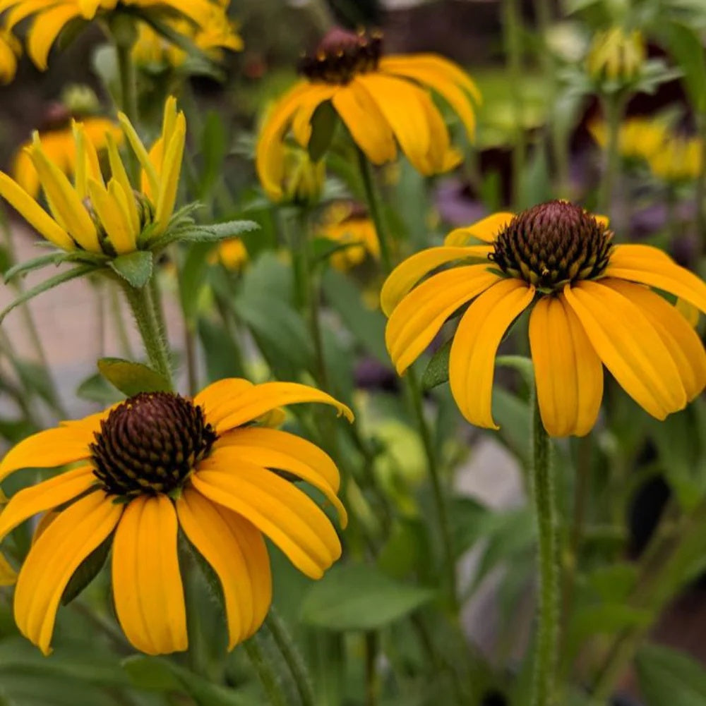 Gold Rush Seeds – Rare Yellow
