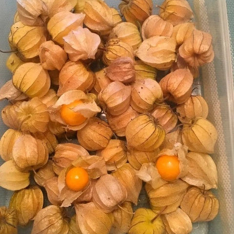 Golden Berry Seeds – Cape Gooseberry