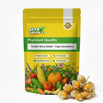 Golden Berry Seeds – Cape Gooseberry