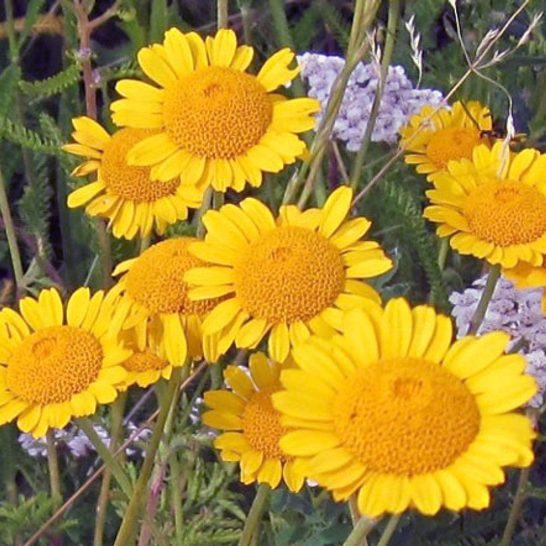 Golden Marguerite Seeds – Hardy Perennial
