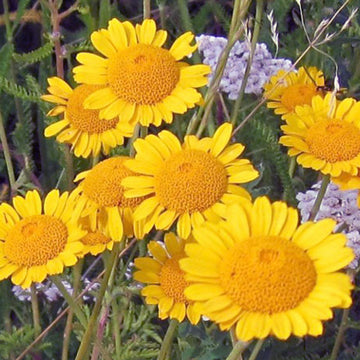Golden Marguerite Seeds – Hardy Perennial
