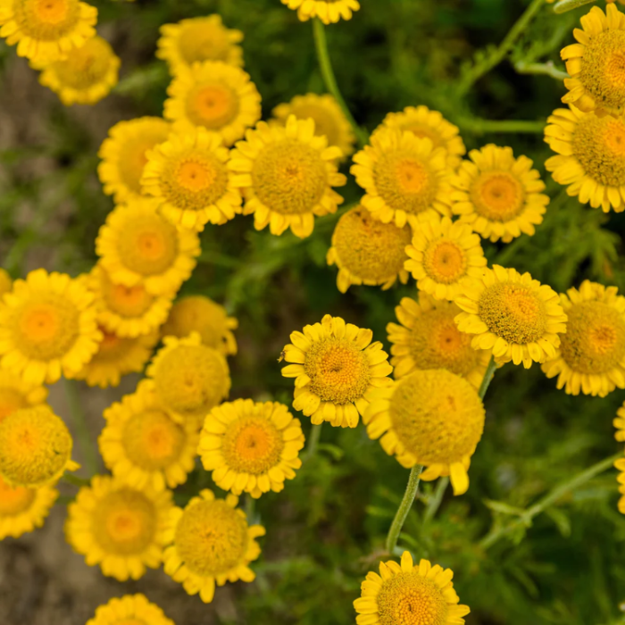 Golden Marguerite Seeds – Hardy Perennial
