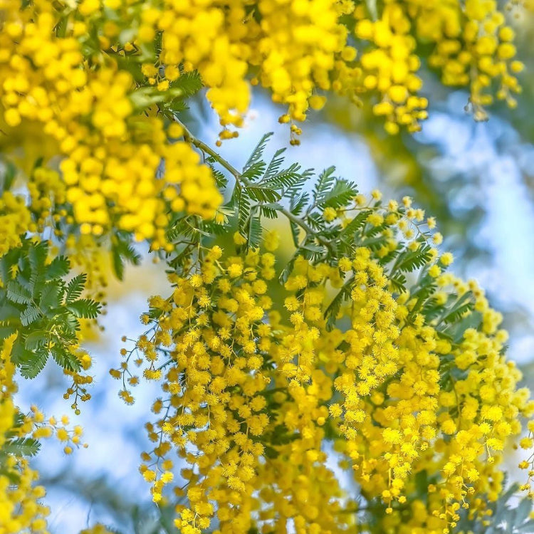 Golden Mimosa Seeds – Perennial Ornamental
