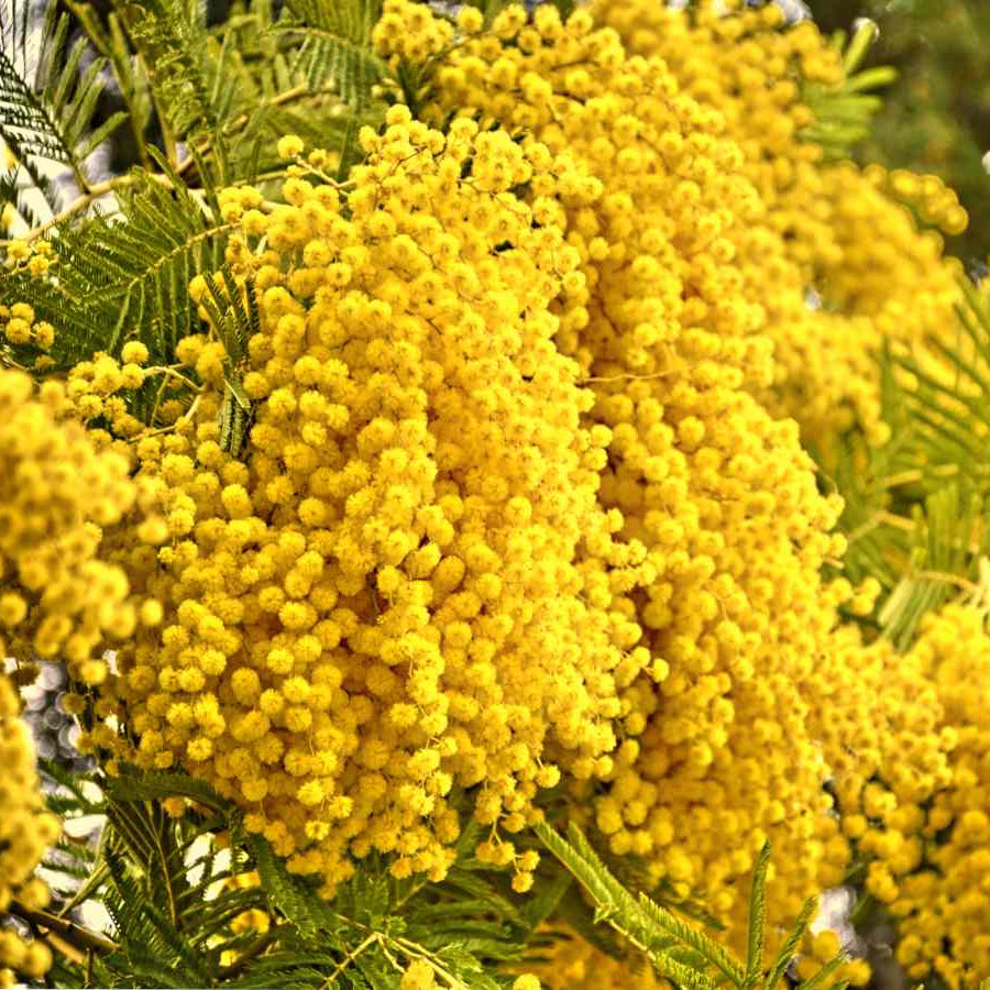 Golden Mimosa Seeds – Perennial Ornamental
