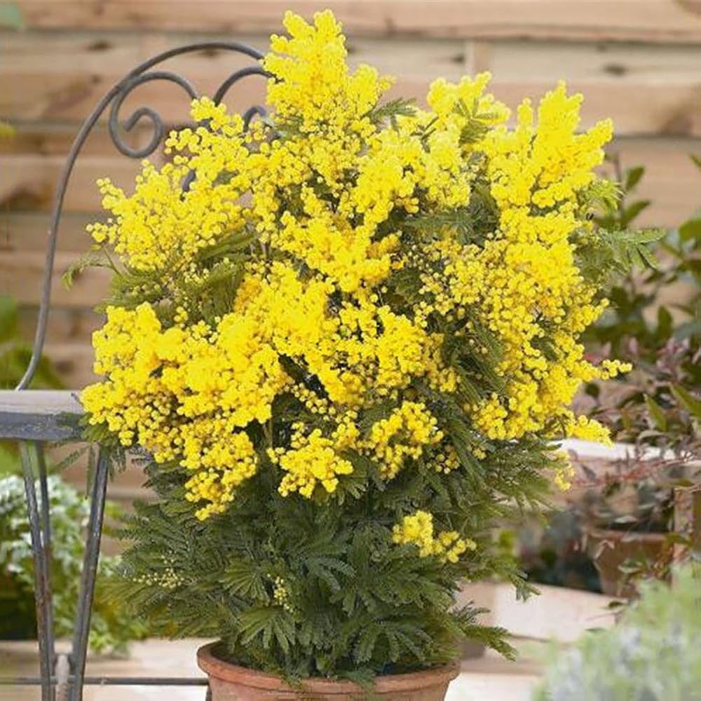 Golden Mimosa Seeds – Perennial Ornamental
