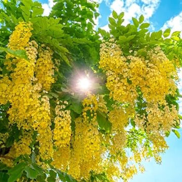 Golden Shower Tree Seeds – Cassia Fistula

