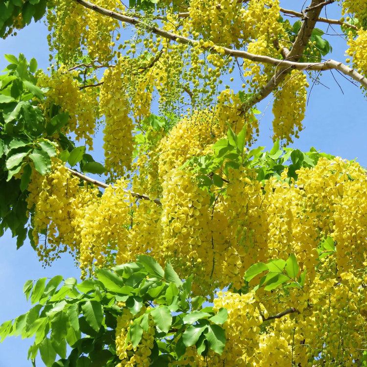 Golden Shower Tree Seeds – Cassia Fistula
