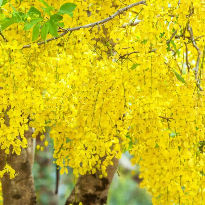 Golden Shower Tree Seeds - Flower Plant