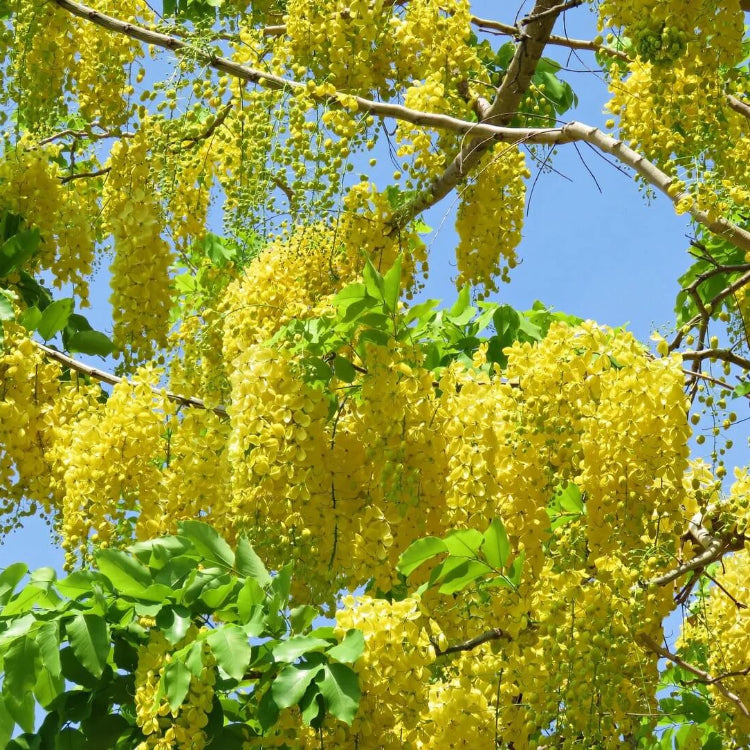 Golden Shower Tree Seeds - Flower Plant