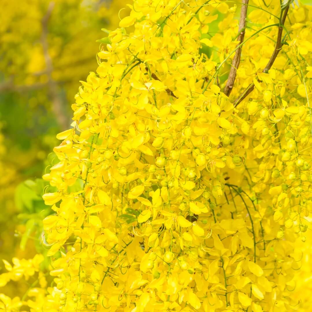 Golden Shower Tree Seeds - Flower Plant