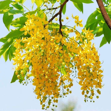 Golden Shower Tree Seeds – Cassia Fistula
