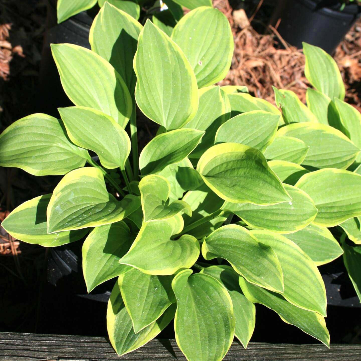 Golden Tiara Hosta Seeds - Flower Plant