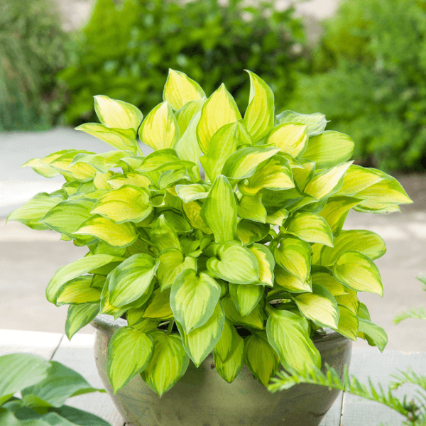 Golden Tiara Hosta Seeds - Flower Plant