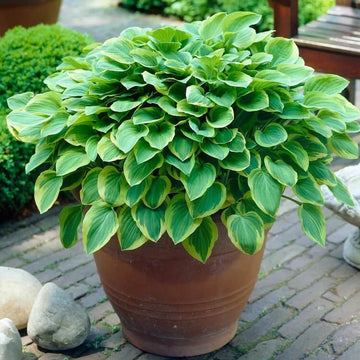 Golden Tiara Hosta Seeds - Flower Plant