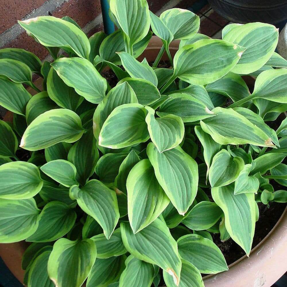 Golden Tiara Hosta Seeds - Flower Plant