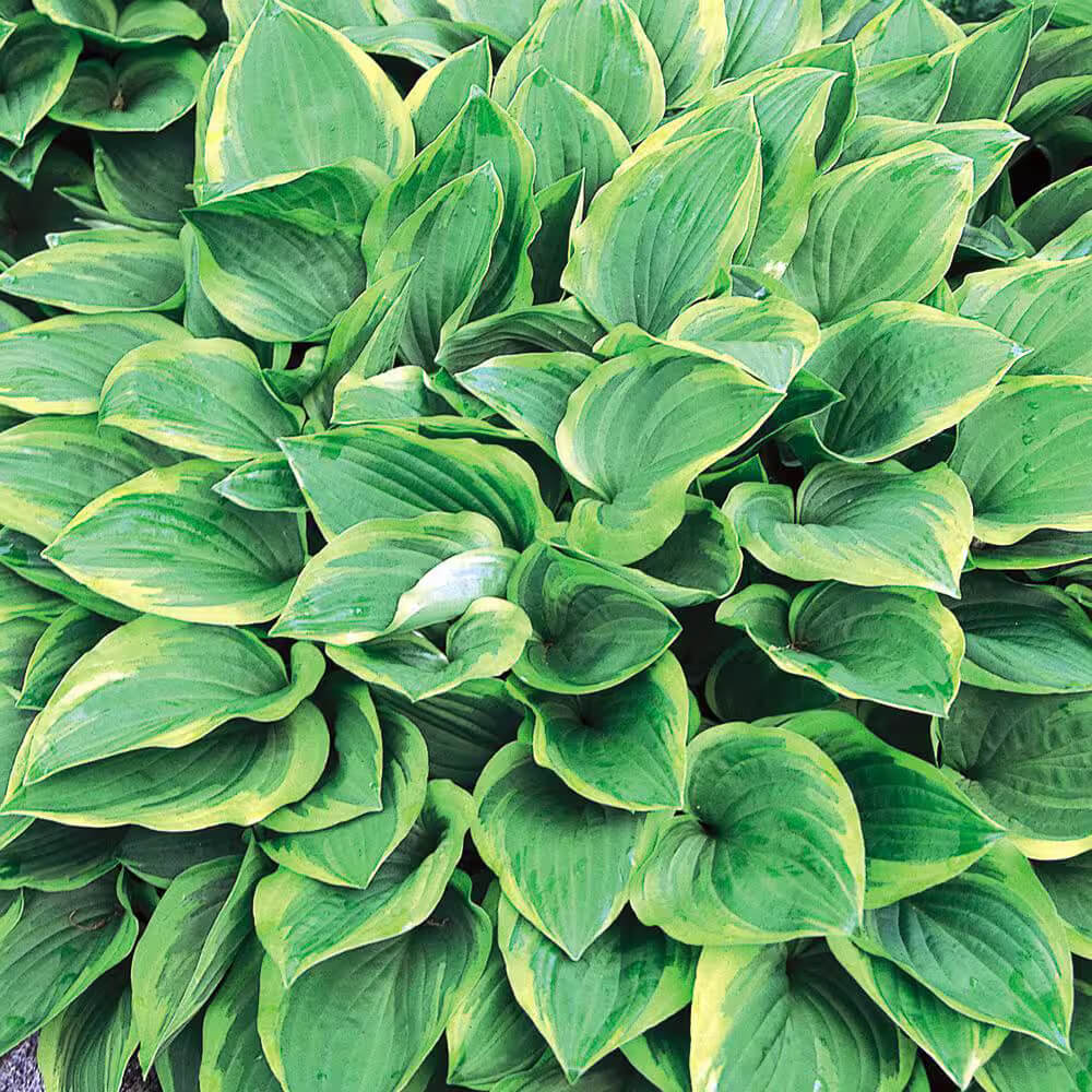 Golden Tiara Hosta Seeds - Flower Plant