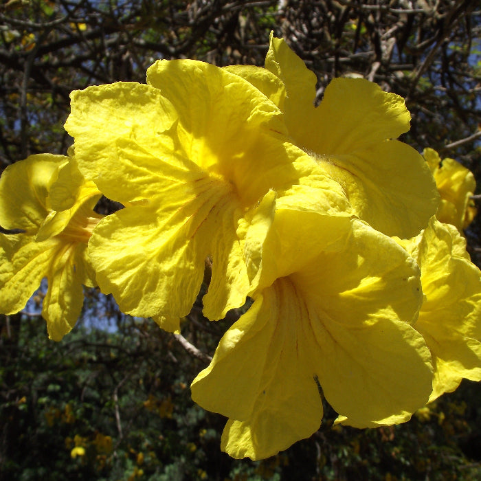 Golden Trumpet Tree Seeds – Handroanthus Chrysotrichus
