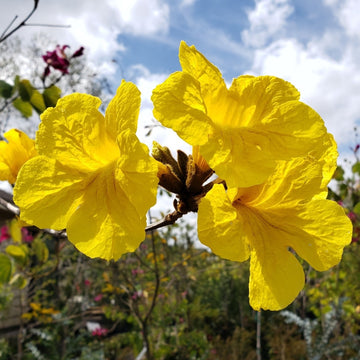 Golden Trumpet Tree Seeds – Handroanthus Chrysotrichus
