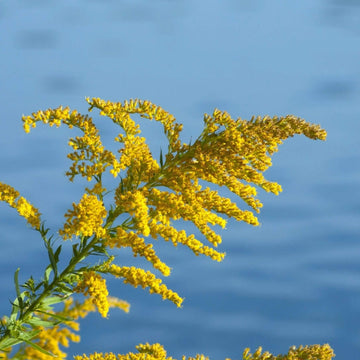 Goldenrod Seeds – Wildflower Heirloom Mix

