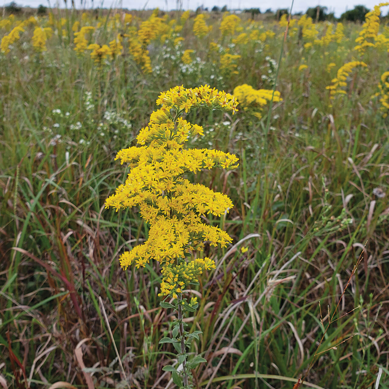 Goldenrod Seeds – Wildflower Heirloom Mix
