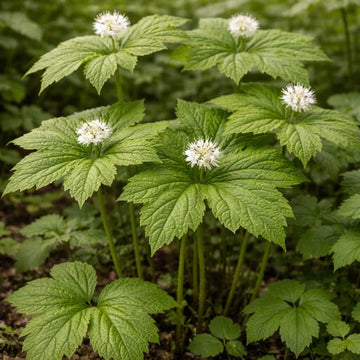 Goldenseal Root Seeds - Herbal Plant