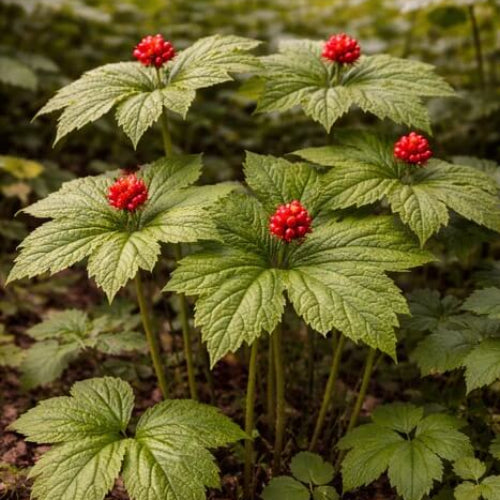Goldenseal Root Seeds - Herbal Plant