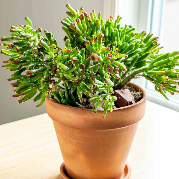 Gollum Jade Plant Seeds