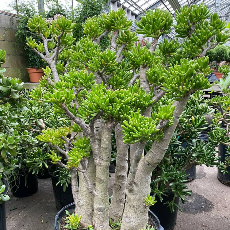 Gollum Jade Plant Seeds