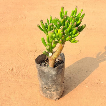 Gollum Jade Plant Seeds