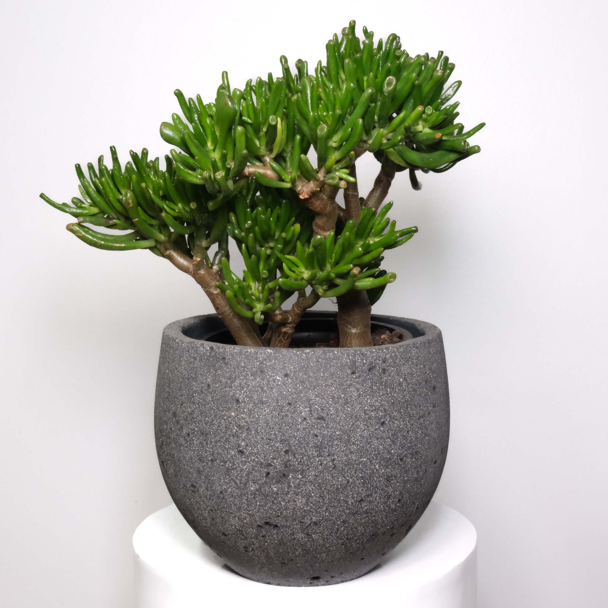 Gollum Jade Plant Seeds