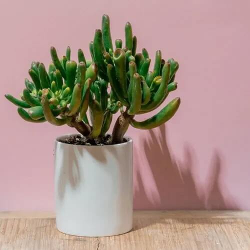 Gollum Jade Plant Seeds