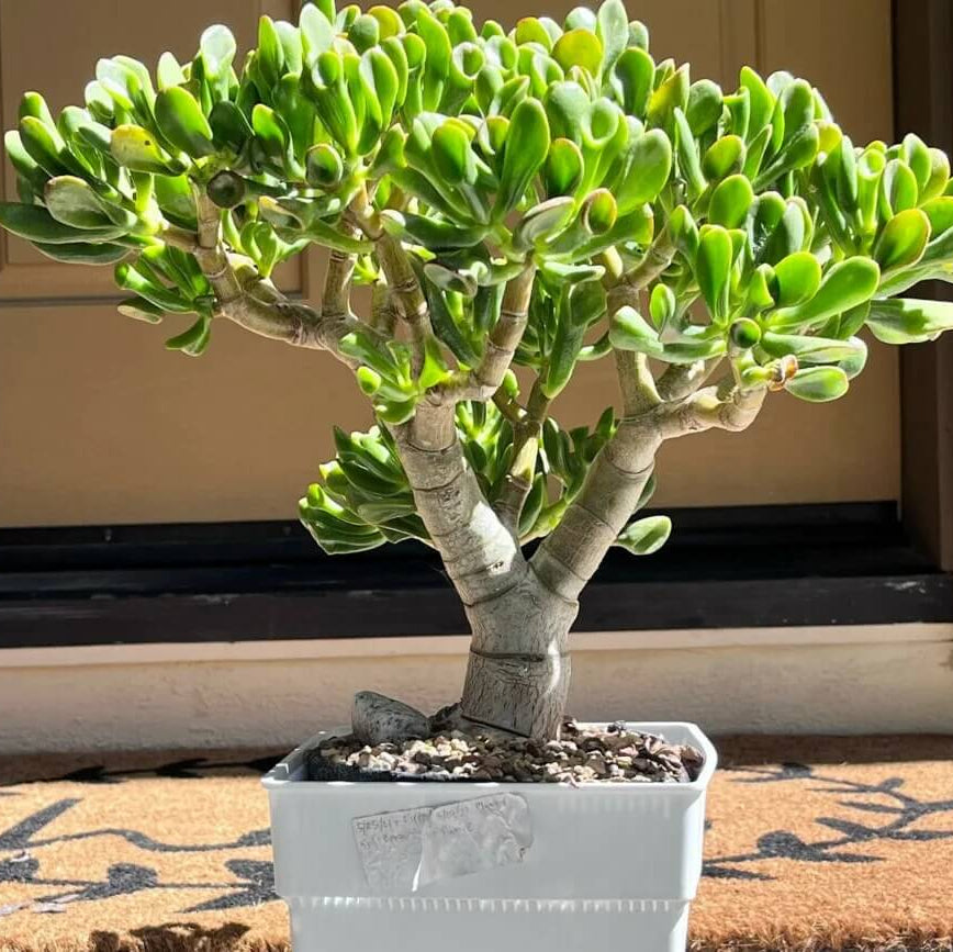 Gollum Jade Plant Seeds